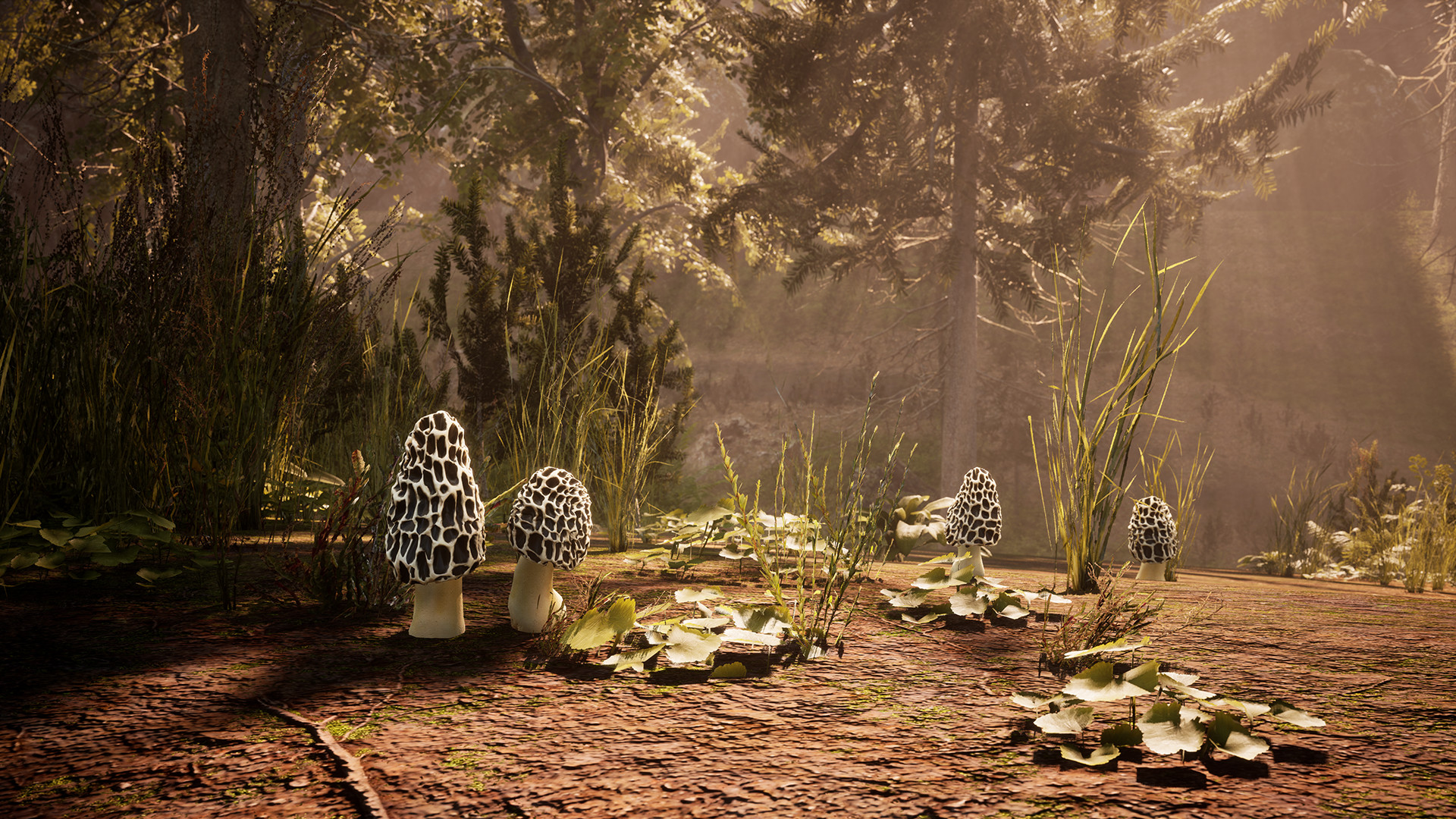 羊肚菌：狩猎/Morels: The Hunt-5