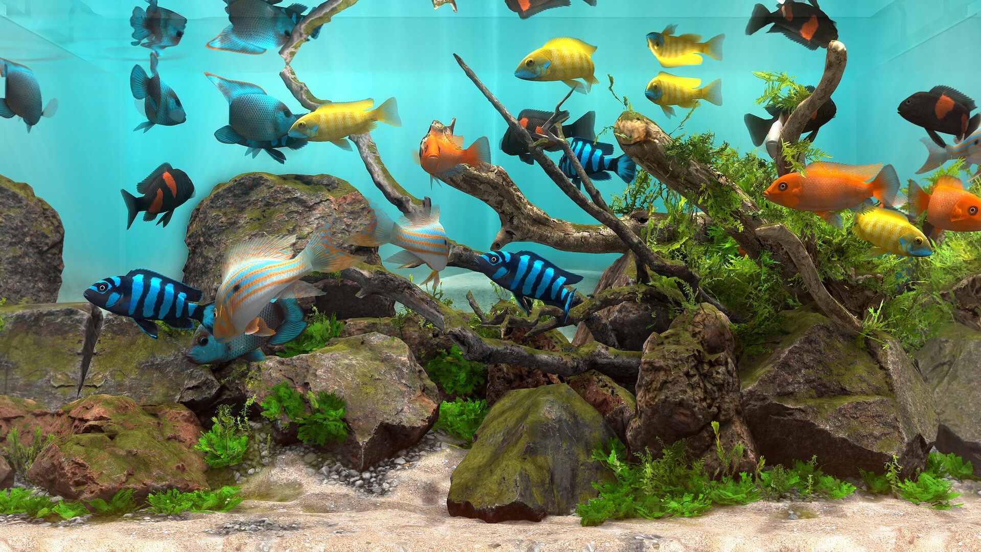 玻璃背后：水族馆模拟器/Behind Glass: Aquarium Simulator-1