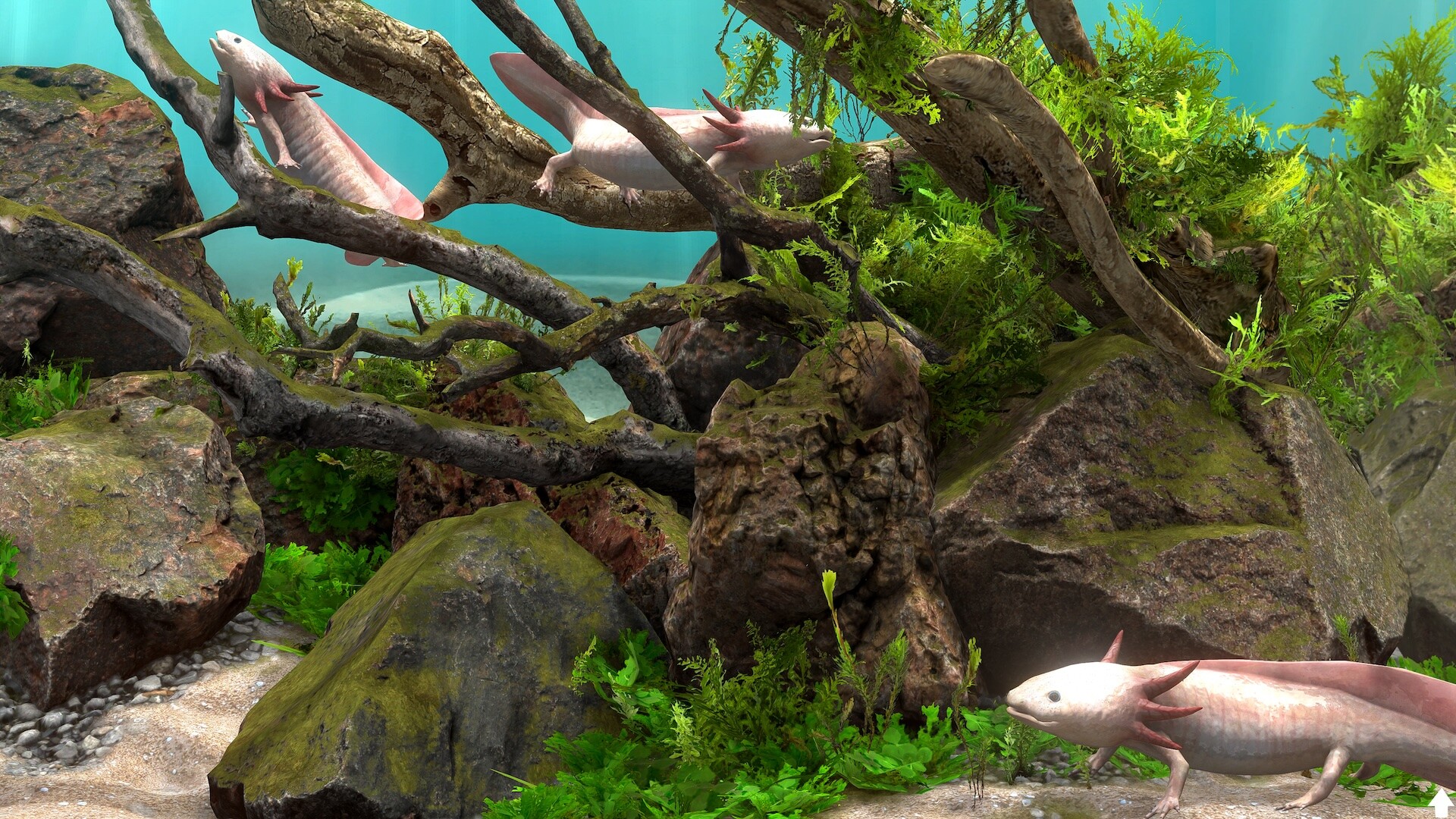 玻璃背后：水族馆模拟器/Behind Glass: Aquarium Simulator-4
